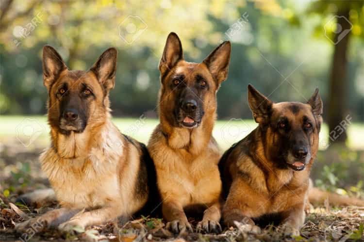 3. German Shepherd