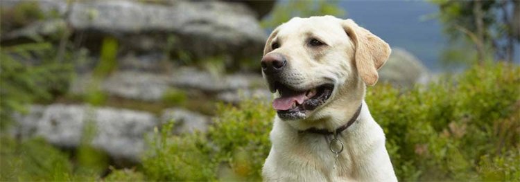 7. Labrador Retriever