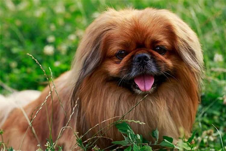 Pekingese