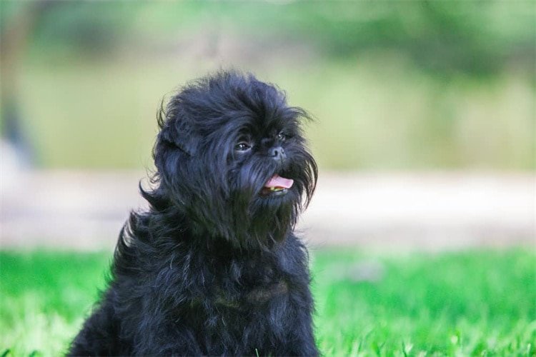 10. Affenpinscher