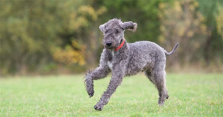 Terriers Bedlington