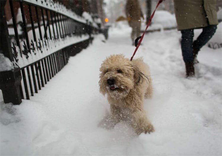 10. Terriers de Wheaten à poil doux