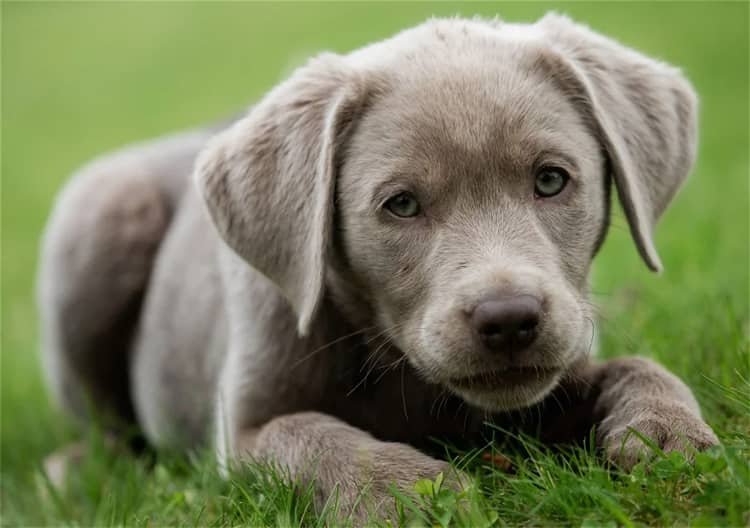 Geschichte des Silbernen Labradors