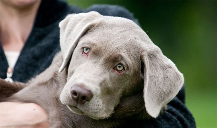 labrador Redirected anger