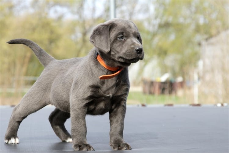 Temperamento y personalidad del Labrador Plateado