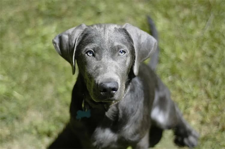 Hur länge lever en silver labrador?