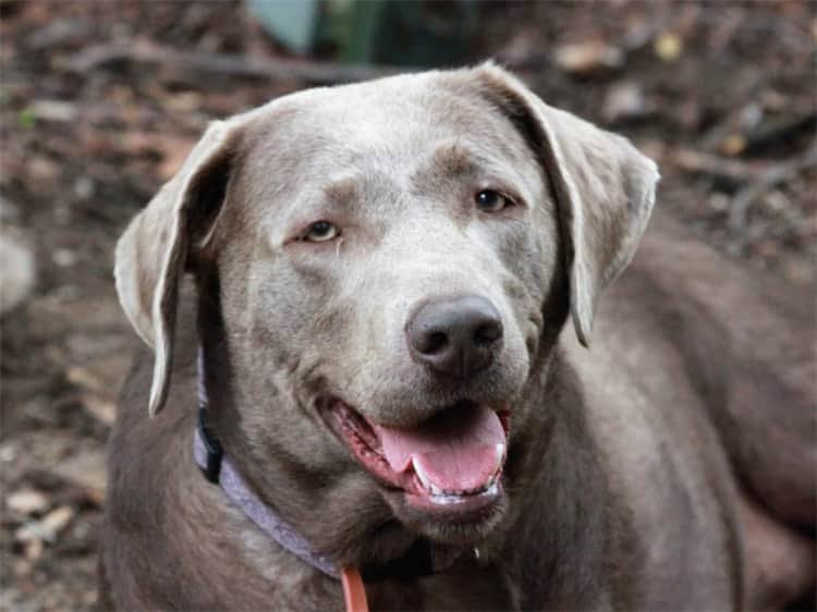 Quel est l'âge d'un Labrador argenté ?