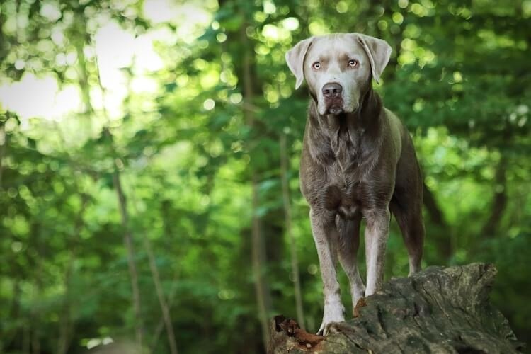 Observez la façon dont votre chien agit et réagit dans différentes situations.