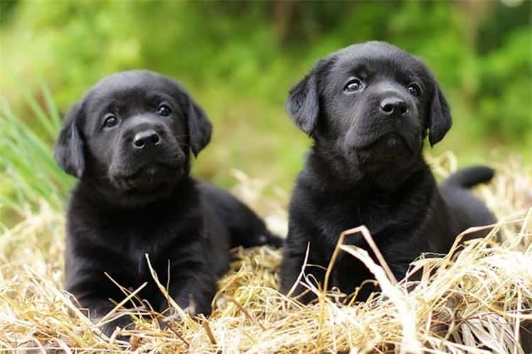 Pausa para ir ao penico para cachorros Labrador