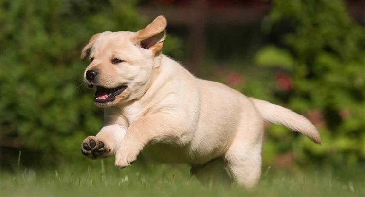 Labrador Predatorial Aggressivität