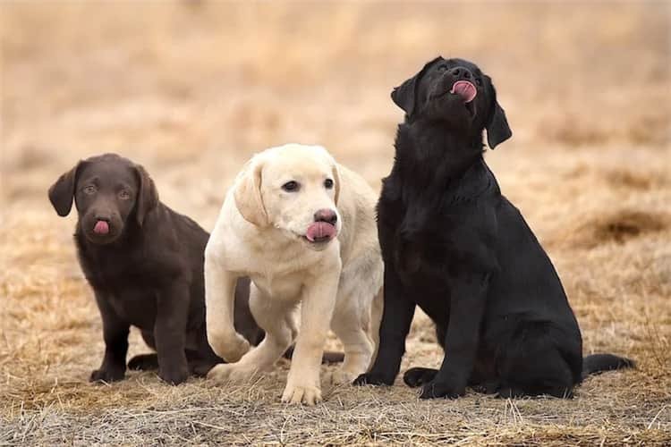 Ar labradoro šuniukas yra jūsų ideali veislė?