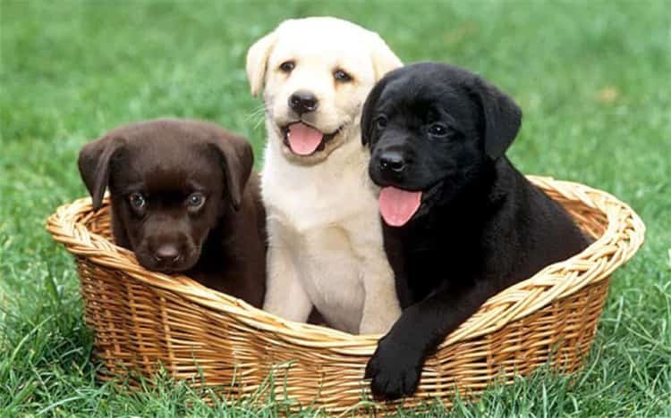 Les chiots Labrador sont-ils agressifs ?