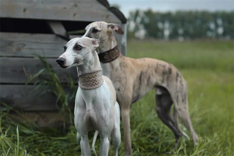 10. Whippet