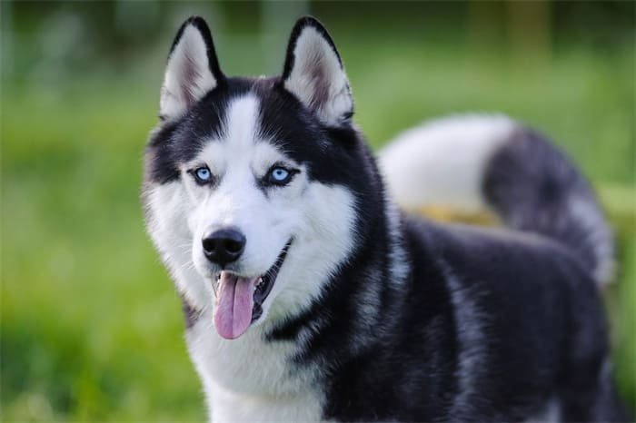 10 Beste Geschirre für Husky 2024