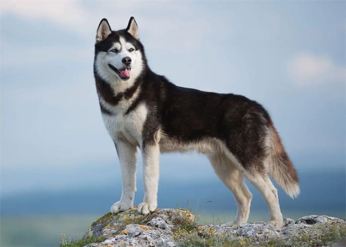 10 beste leketøy for husky 2024