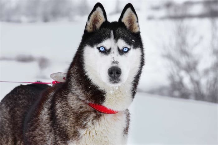 10 beste støvsugere for Husky Hair 2024