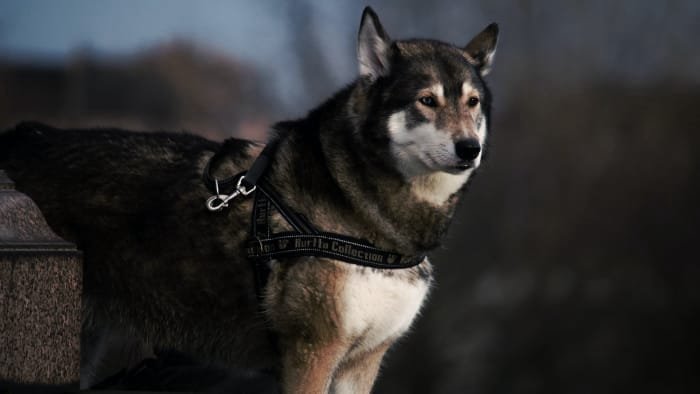 Cane Corso Husky Mix Nedir - Tarihçe karakter görünüm tren Gıda