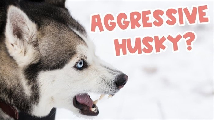 Are Siberian huskies aggressive