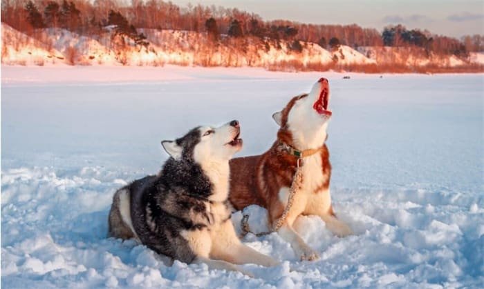 Gli Husky sono ipoallergenici? Bisogna saperlo