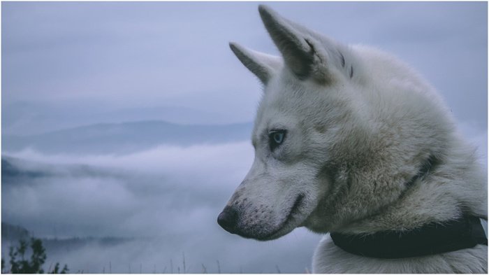 Feller Siberian Husky mye