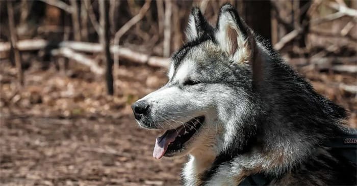 Er siberian huskyer smarte?