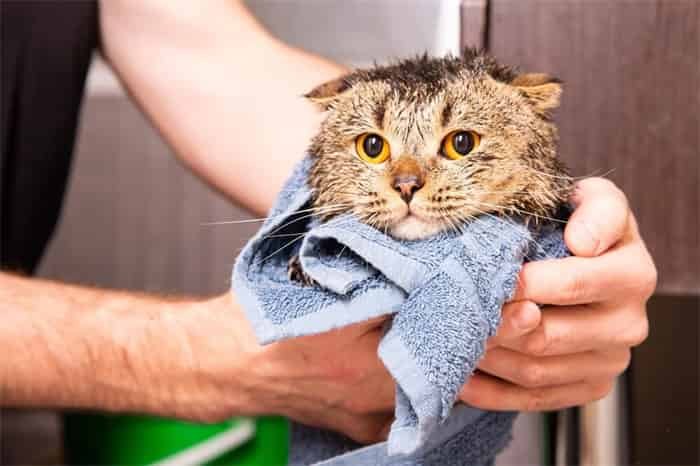 Can you use dog shampoo on cats