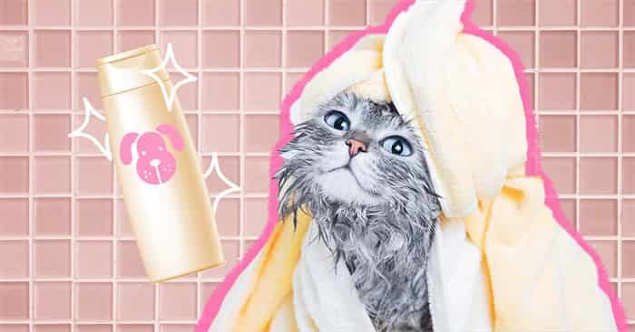 Can You Use Dog Shampoo On Cats, is Safe?