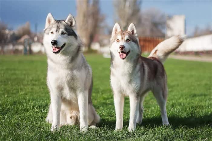 How long Do Siberian Huskies Live