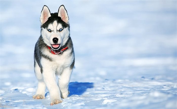 Wie viel kostet ein Husky im Jahr 2024