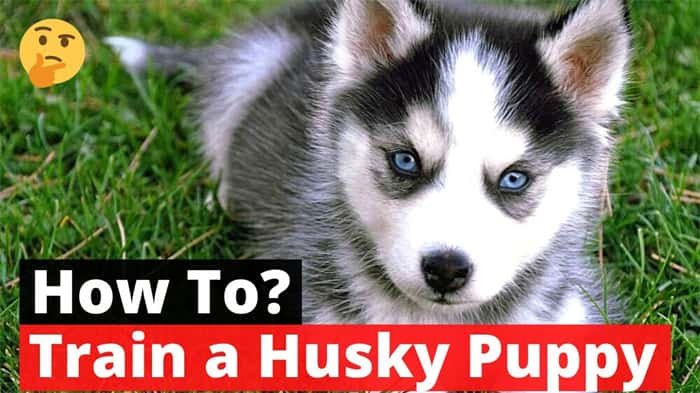 How To Train Siberian Husky