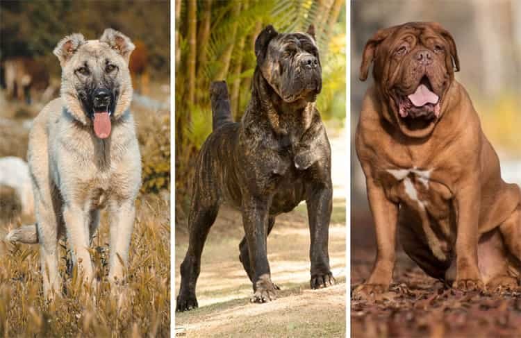 Los 15 perros que más muerden