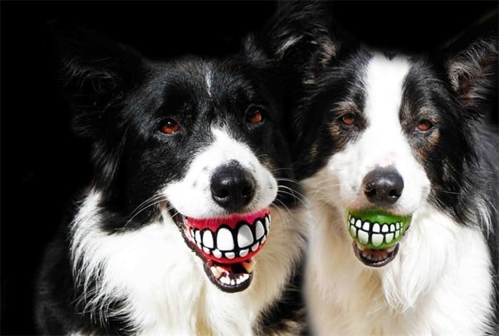 Las 8 mejores pelotas sonrientes para perros - Nuestras mejores elecciones