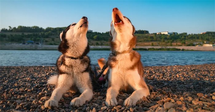 Pourquoi les huskies crient-ils ?