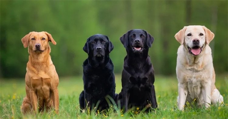 Zijn labradors hypoallergeen?