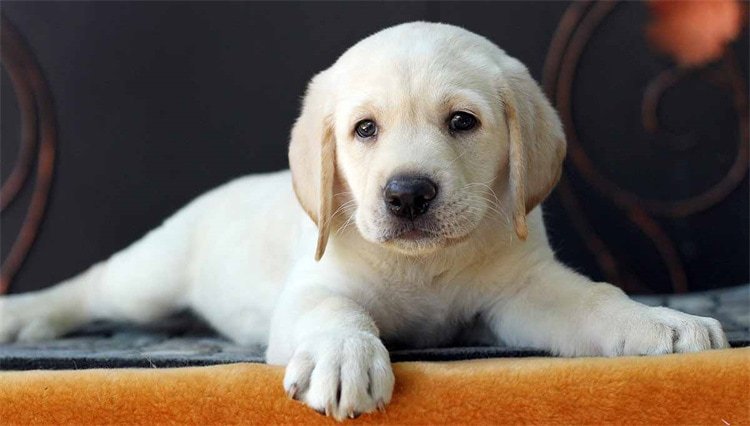 When does a labrador stop growing?