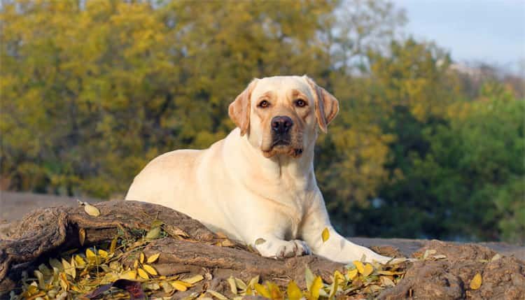 拉布拉多犬的价格是多少？