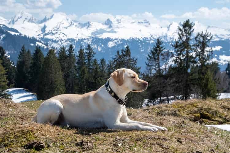 Feller labrador retrievere