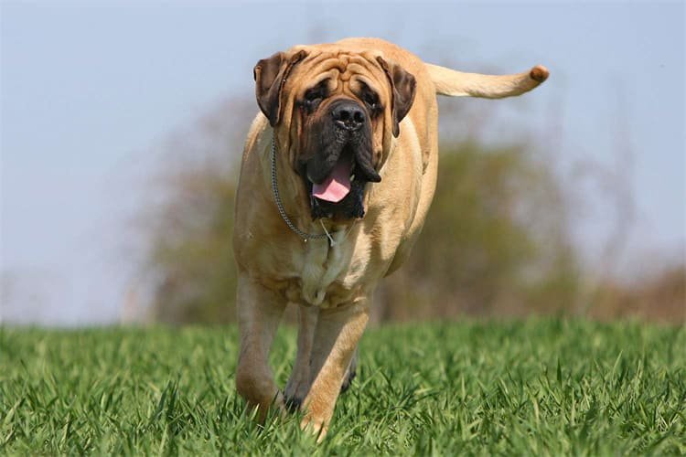 1. Mastiff