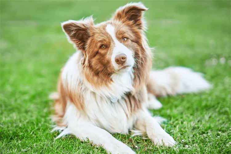 1. Border Collie