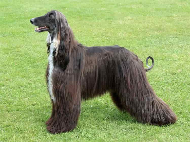 Afghanischer Windhund