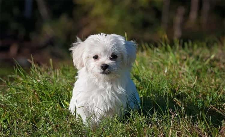 As 16 raças de cães mais pequenas do mundo