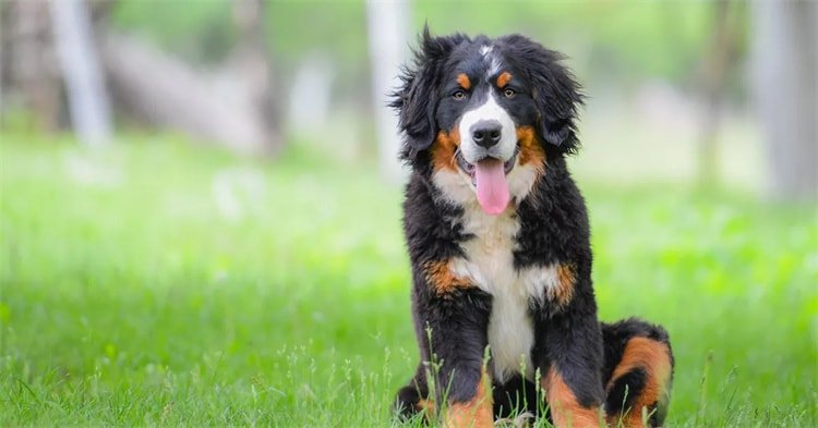 1. The Bernese mountain dog